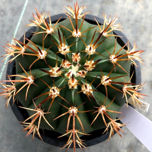 メロカクタス マキソニー サボテン Melocactus 刺無 叢雲　コピアポア メロカクタス マキソニー サボテン Melocactus 刺無 叢雲 コピアポア