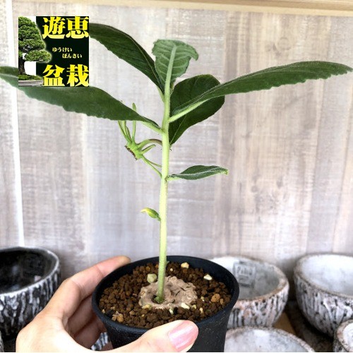 コーデックス：ドルステニア ベンガレンシス*塊根幅4cm : 遊恵盆栽
