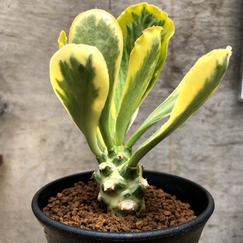 多肉植物：ユーフォルビア ポイゾニー錦*葉幅8.5cm 現品！一品