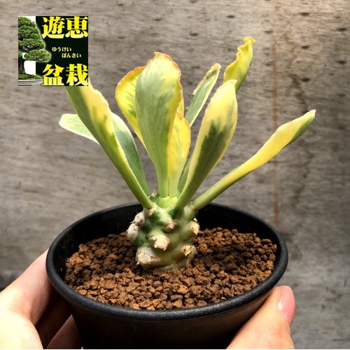 多肉植物：ユーフォルビア ポイゾニー錦*葉幅8cm 現品！一品限り : s8048v : 遊恵盆栽 Yahoo!店 - 通販 -  Yahoo!ショッピング