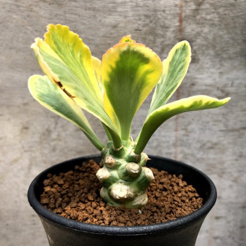 多肉植物：ユーフォルビア ポイゾニー錦*葉幅8cm　現品！一品限り