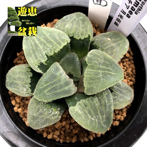 多肉植物：ハオルチア 月光仮面*幅8ｃｍ 現品！一品限り : s8077v : 遊恵盆栽 Yahoo!店 - 通販 - Yahoo!ショッピング