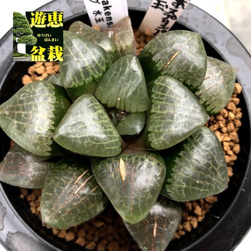 多肉植物：ハオルチア 水玉*幅9cm 現品！一品限り : s8078v : 遊恵