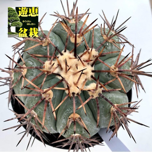 サボテン：エキノカクタス 太平丸*幅13cm 現品！一品限り : 遊恵盆栽