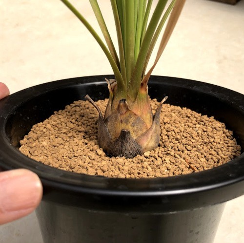 メキシカンプランツ：ダシシリオン ロンギシマム*幅60cm : 遊恵盆栽