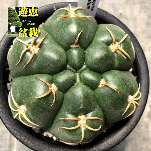 サボテン：ギムノカリキウム 大型海王丸*幅9.5cm : 遊恵盆栽 Yahoo