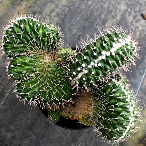 s8172v_1.jpg s8172v_1.jpg