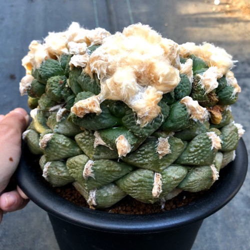 大疣連山 - 実生 連山（大疣連山×大疣連山） 実生-購入人気の新作