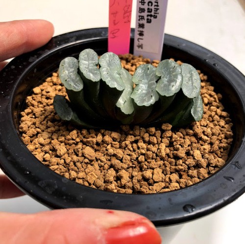 多肉植物：ハオルチア　玉扇 中島氏葉挿し*幅6cm　現品！一品限り