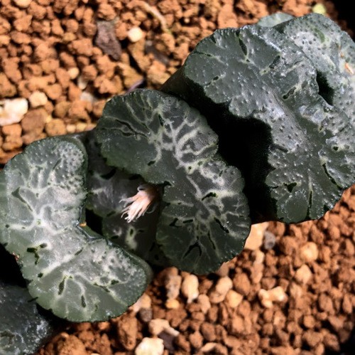 多肉植物：ハオルチア 写楽系特美大窓玉扇 歌麿*幅7cm 現品！一品限り 