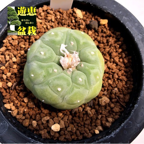 再入荷 サボテン ランポー玉 ウルトラ花子 9ｃｍ 現品 一品限り Astrophytum Myriostigma 新作saleセール30 Off Www Fisht Info