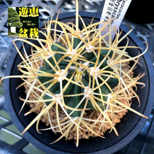 金冠竜 フェロカクタス 国内実生 鉢ごと発送 サボテン:フェロカクタス 黄刺金冠竜 実生*幅6cm 現品!一品