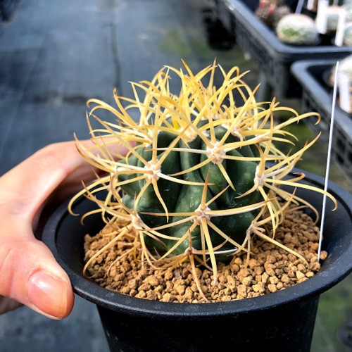 純黄刺 金冠竜 実生 鉢植えメルカリ便発送( •ω- )☆ 純黄刺 金冠竜 実生 鉢植えメルカリ便送料込み - メルカリ
