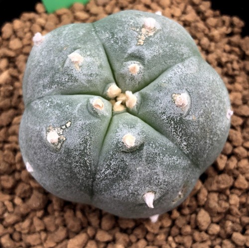 サボテン：ロフォフォラ 螺旋烏羽玉*幅4cm : 遊恵盆栽 Yahoo!店