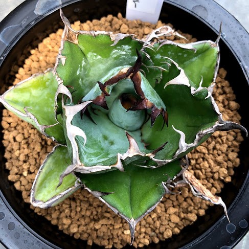 多肉植物：アガベ チタノタ ブラックアンドブルー*幅9cm 現品！一品