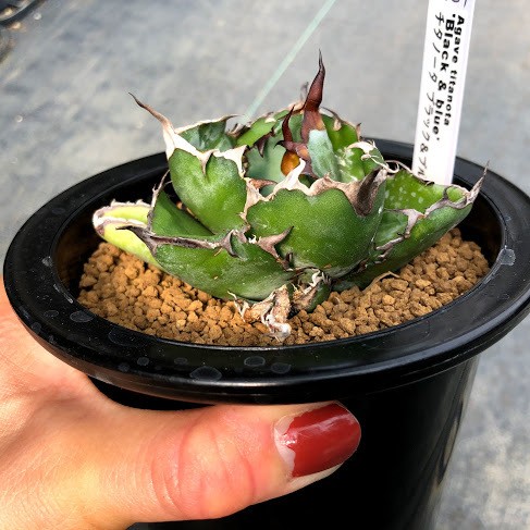 多肉植物：アガベ チタノタ ブラックアンドブルー*幅9cm 現品！一品