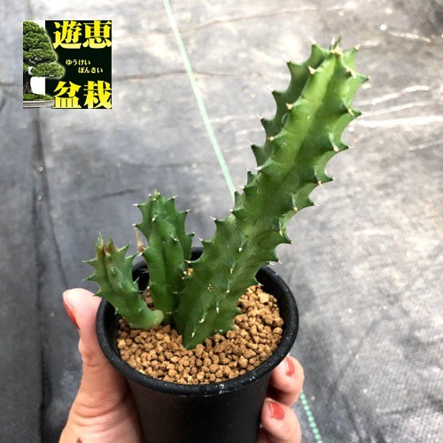 多肉植物：ガガイモ フェルニア コンシンナ*幅6cm : s8287v : 遊恵盆栽 Yahoo!店 - 通販 - Yahoo!ショッピング