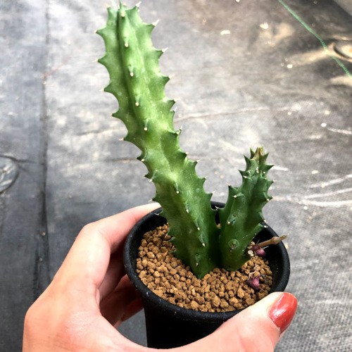 多肉植物：ガガイモ フェルニア コンシンナ*幅6cm : 遊恵盆栽 Yahoo!店