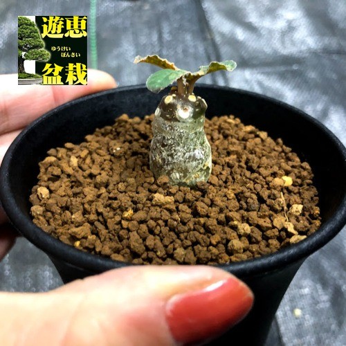 コーデックス：ドルステニア フォエチダ 斑入り*塊根幅2cm