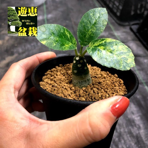 コーデックス：ドルステニア フォエチダ 斑入り*塊根幅1.5cm
