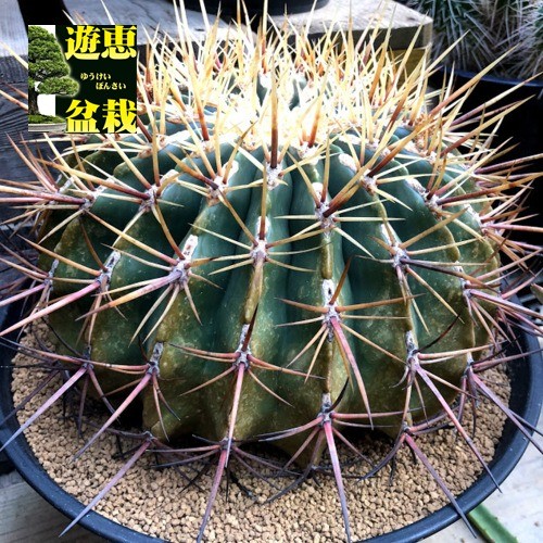 s8336v.jpg