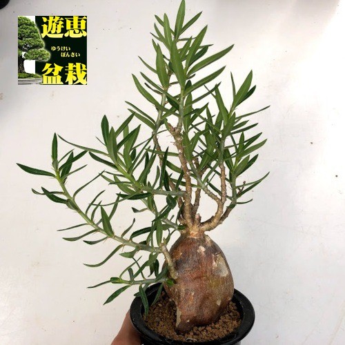 コーデックス：パキポディウム ビスピノーサム*塊根幅6cm 現品！一品