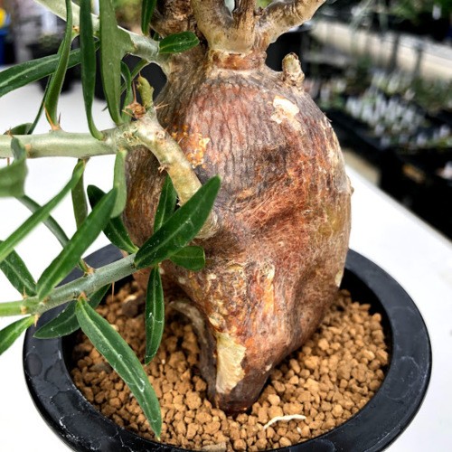 コーデックス：パキポディウム ビスピノーサム*塊根幅6cm 現品！一品