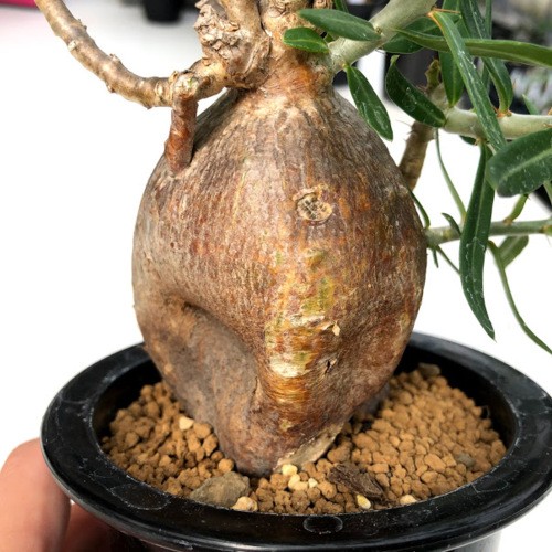 パキポディウム ビスピノーサム　塊根植物 コーデックス コーデックス：パキポディウム ビスピノーサム*塊根幅6cm 現品！一品