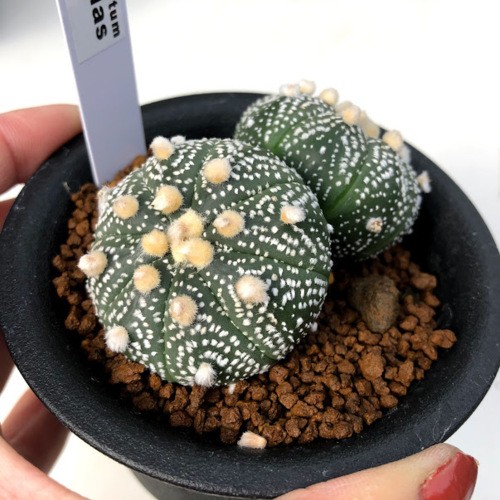 サボテン：アストロフィツム 兜丸 ダブルヘッド*全幅7cm 現品