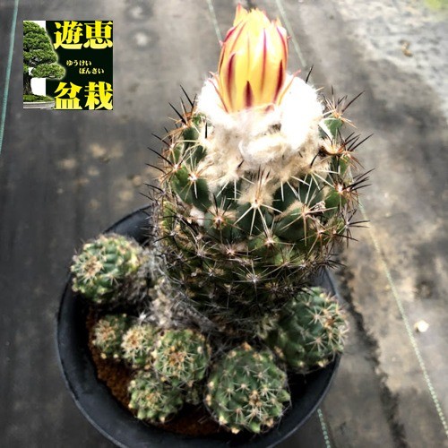 サボテン：コリファンタ 獅子奮迅*幅17cm 現品！一品限り : 遊恵盆栽