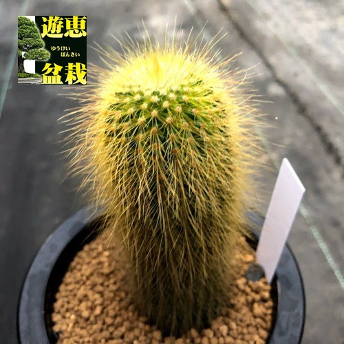 サボテン 錦丸 鉢植え 10年もの 盆栽 観葉植物の販売・ギフトなら