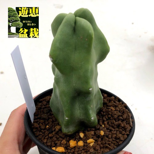サボテン：ロホセレウス 福禄寿*幅4.5cm : 遊恵盆栽 Yahoo!店 - 通販