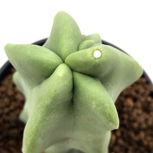 サボテン：ロホセレウス 福禄寿*幅4.5cm : 遊恵盆栽 Yahoo!店 - 通販