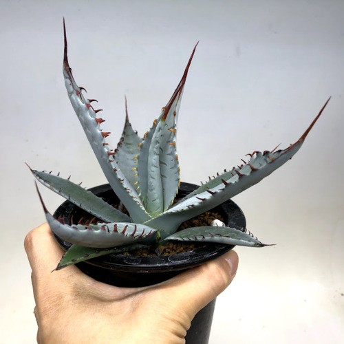 多肉植物：アガベ　屈原の舞扇*L　幅16ｃｍ