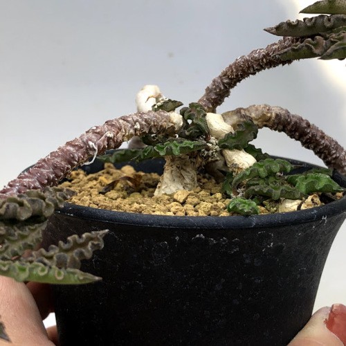 コーデックス：ユーフォルビア デカリー*葉幅28cm 現品！一品限り