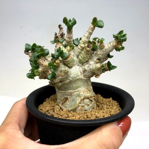 コーデックス：アデニウム アラビカム 獅子葉*葉幅8cm 現品！一品