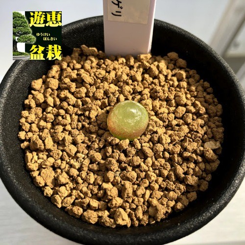 多肉植物：コノフィツム ブルゲリ*幅1cm : 遊恵盆栽 Yahoo!店 - 通販