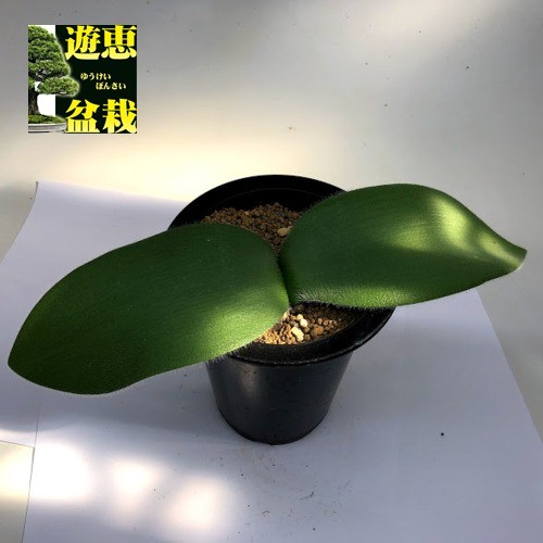 球根植物： ハエマンサス ヒルスタス*葉幅25cm 現品！一品限り : 遊恵