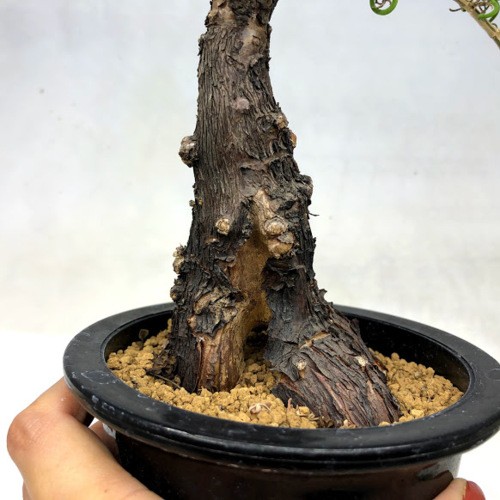 コーデックス：メストクレマ ツベローサム*葉幅50cm 現品！一品限り