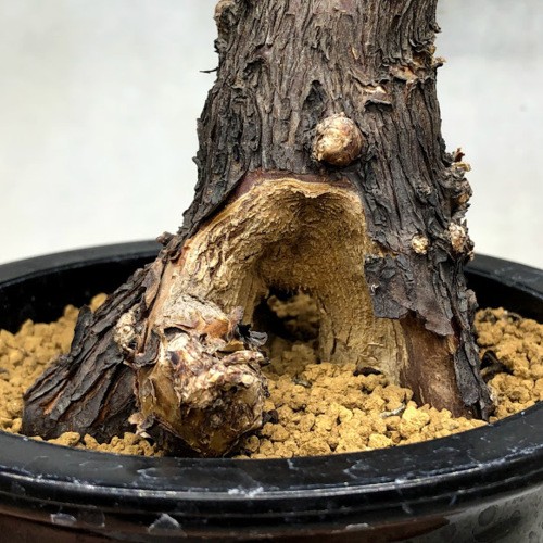 コーデックス：メストクレマ ツベローサム*葉幅50cm 現品！一品限り