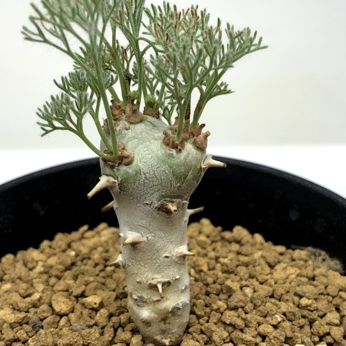 コーデックス：サルコカウロン ペニクリナム*葉幅3.5cm 現品！一品