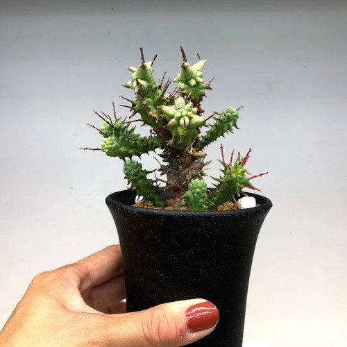 多肉植物：ユーフォルビア ホリダ モンスト*M 幅7ｃｍ : s8488v : 遊恵盆栽 Yahoo!店 - 通販 - Yahoo!ショッピング