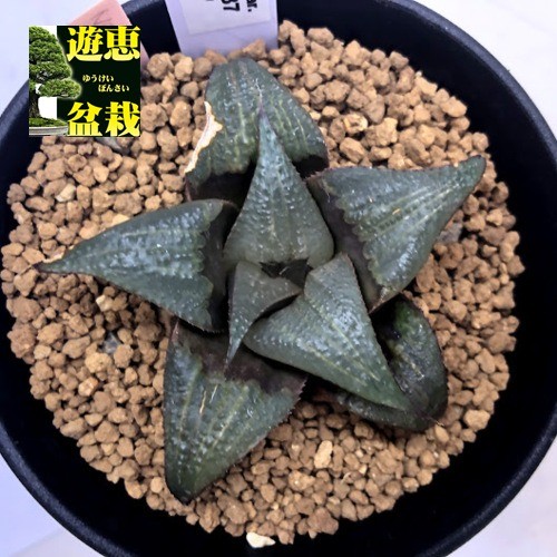 多肉植物：ハオルチア バディア*幅6cm 現品！一品限り ※一部葉に焼け