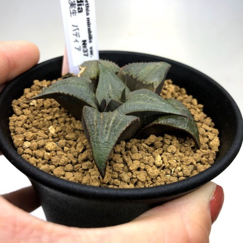 多肉植物：ハオルチア バディア*幅6cm 現品！一品限り ※一部葉に焼け