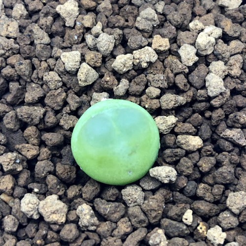 多肉植物：コノフィツム ラツム 桃尻娘*幅1cm 現品！一品限り : 遊恵