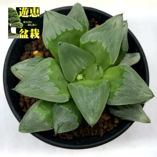 多肉植物：ハオルチア ピグマエア ミュータント *幅9cm 現品！一品限り