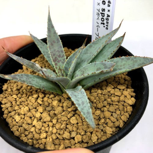 多肉植物：マンフレダ × アガベ パープルスポット*幅9cm 現品！一品