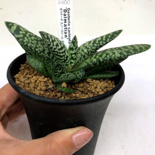 多肉植物：ガステリア カリナータ スノーストーム ダルメシアン*幅11ｃｍ 現品！一品限り : s8537v : 遊恵盆栽 Yahoo!店 - 通販  - Yahoo!ショッピング