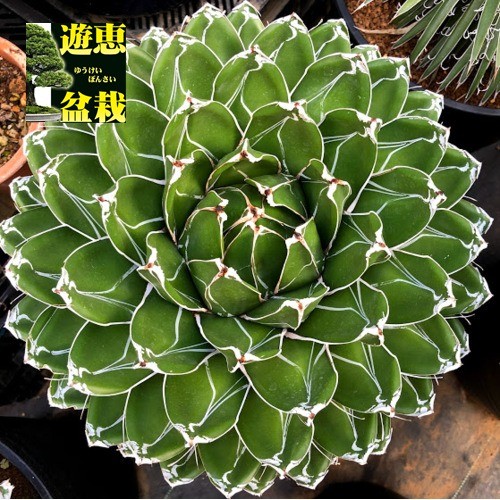 多肉植物：アガベ 笹の雪*幅30cm 現品！一品限り : 遊恵盆栽 Yahoo