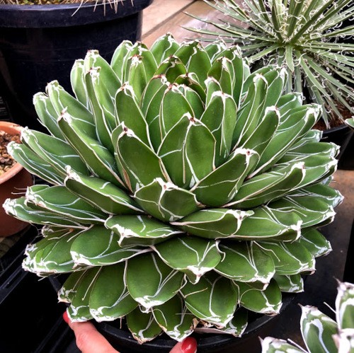 多肉植物：アガベ 笹の雪*幅30cm 現品！一品限り : 遊恵盆栽 Yahoo